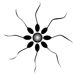 הזרעה תוך רחמית